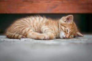 cat sleeping on the floor