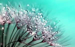 dandelion blooming