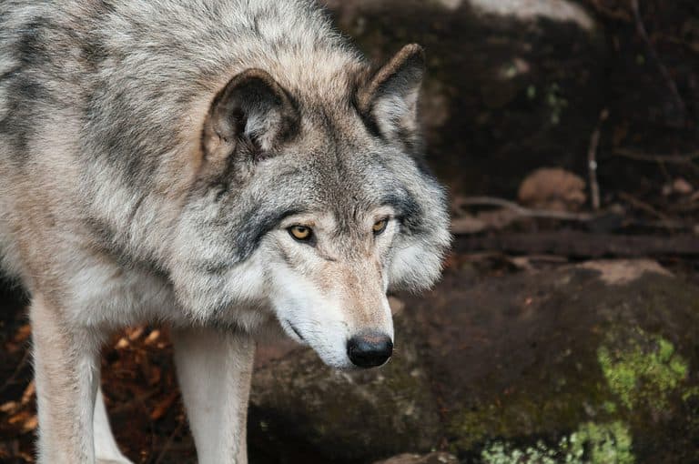 lone wolf quotes featured image