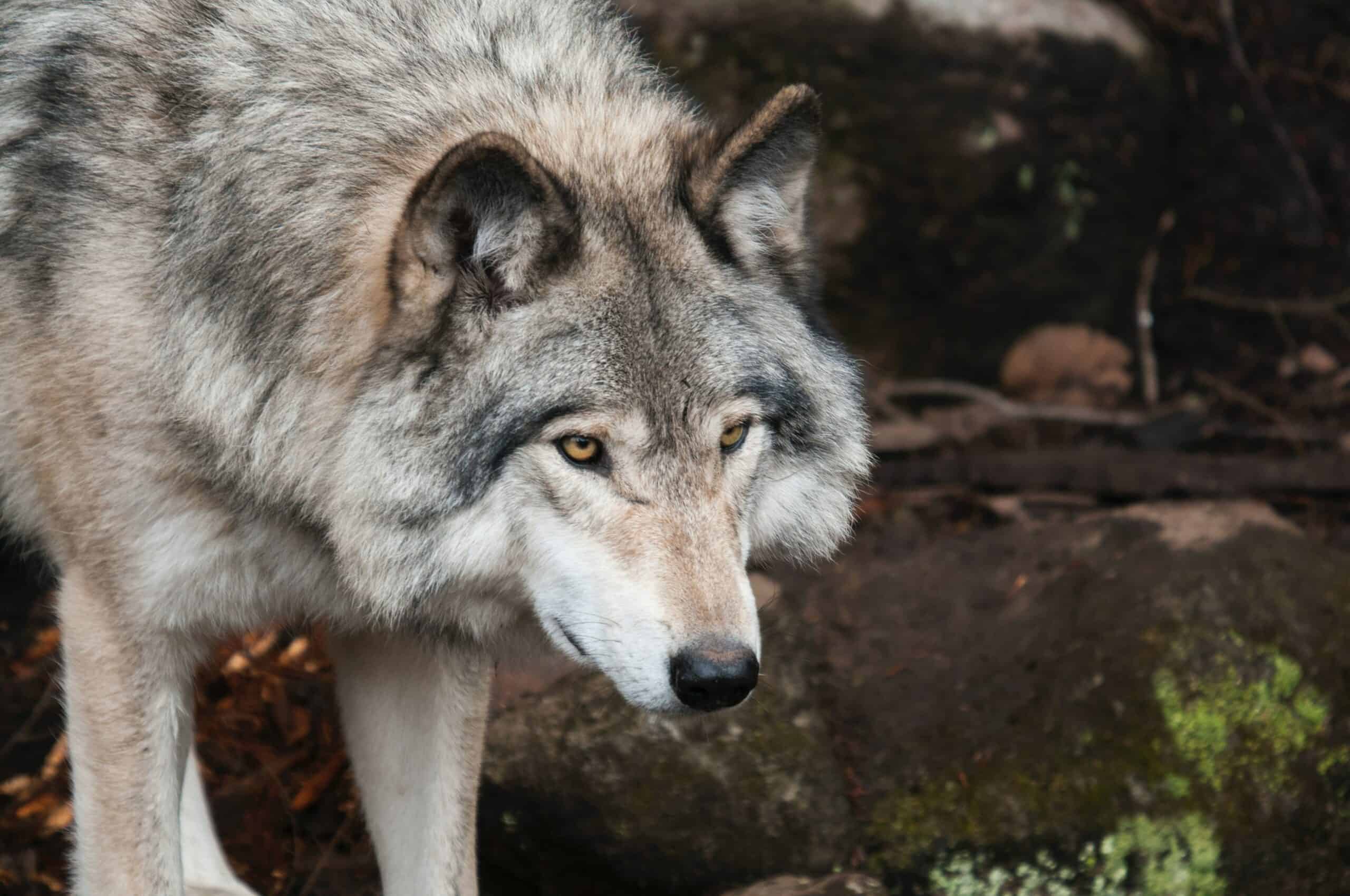 lone wolf quotes featured image