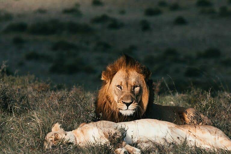 angry lion