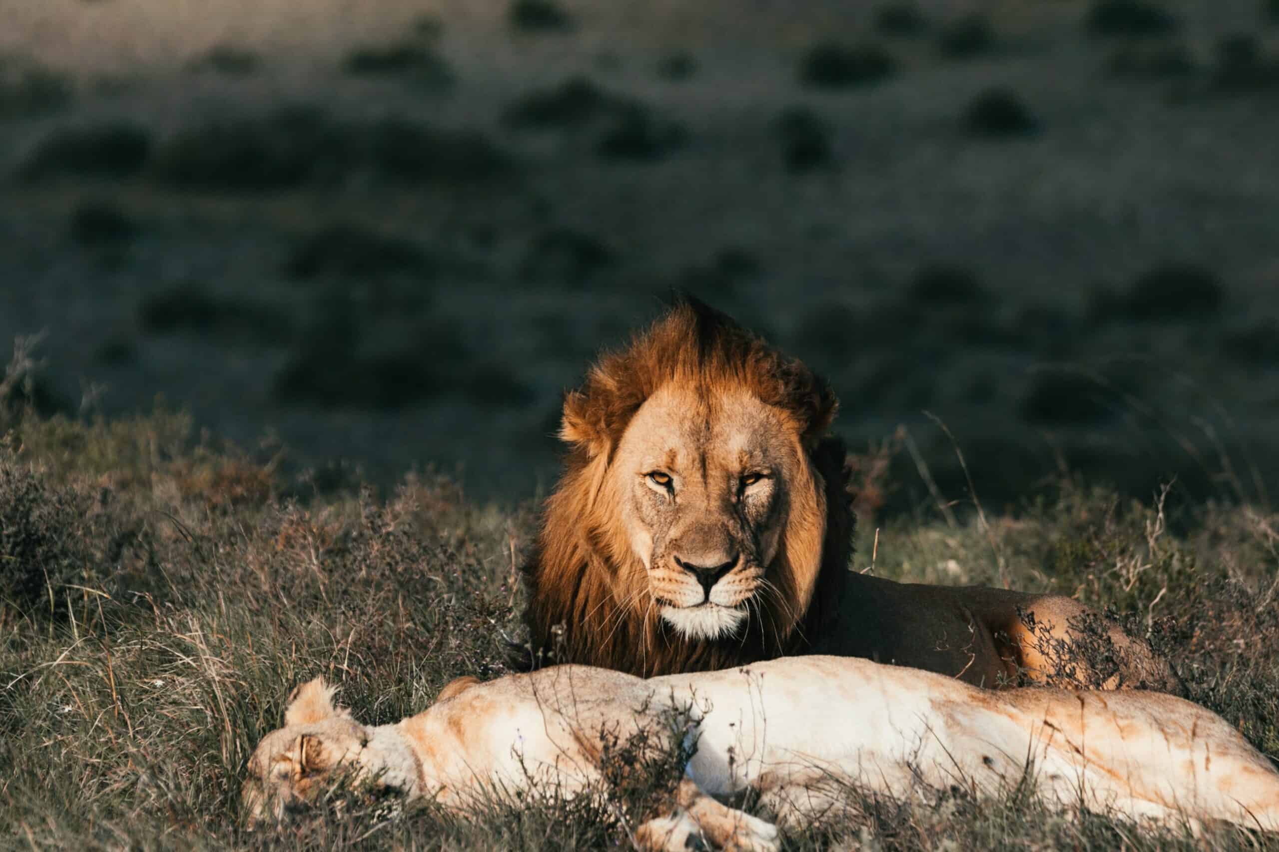 angry lion