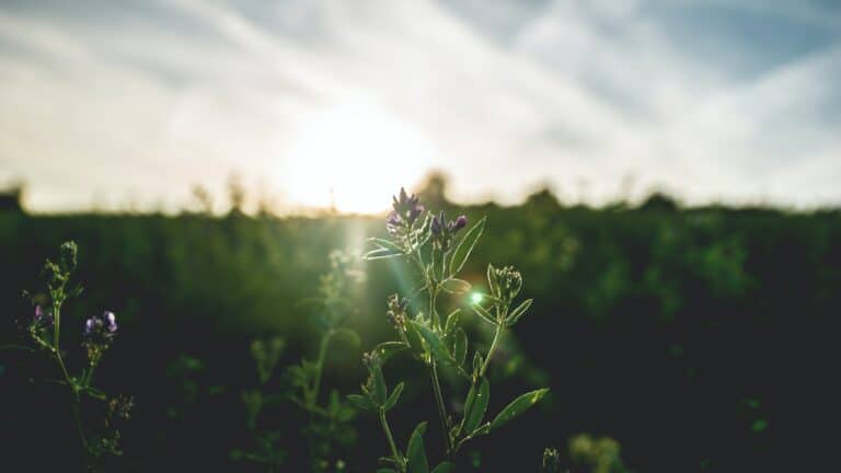 tuesday morning sunshine