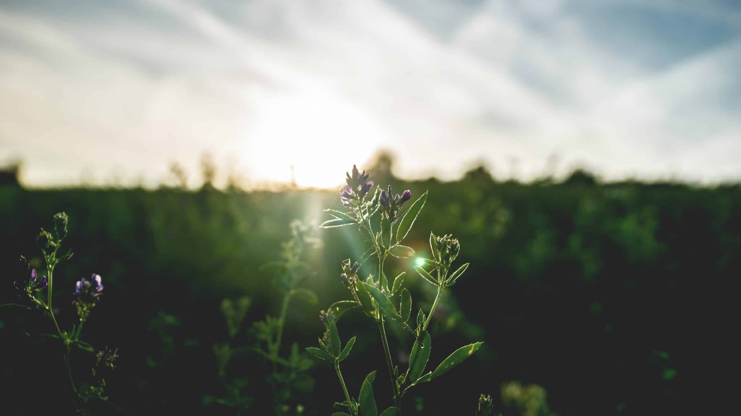 tuesday morning sunshine