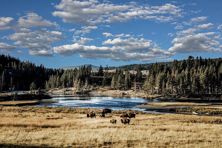 yellowstone park