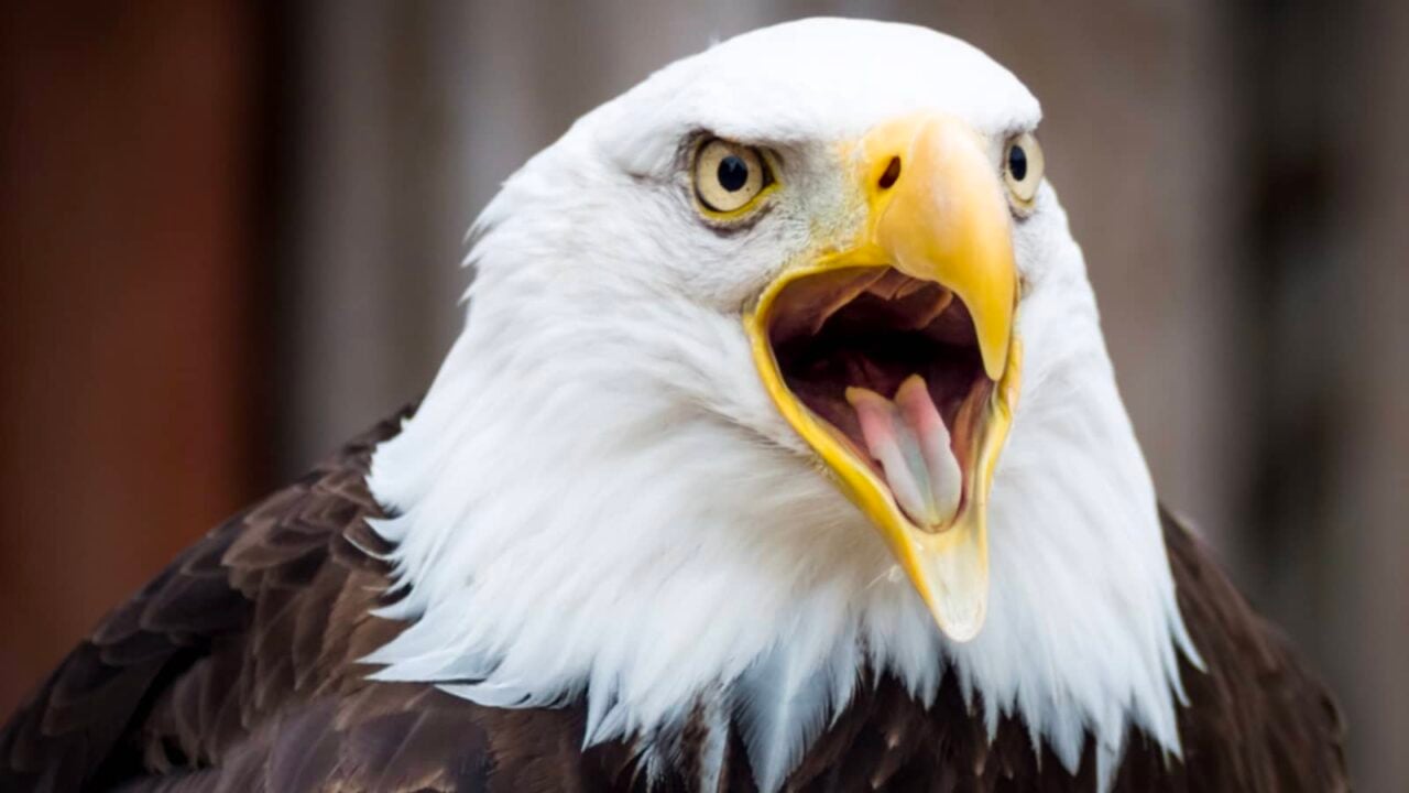 Eagle
