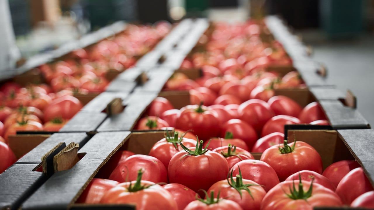 Bulk tomatoes fresh produce