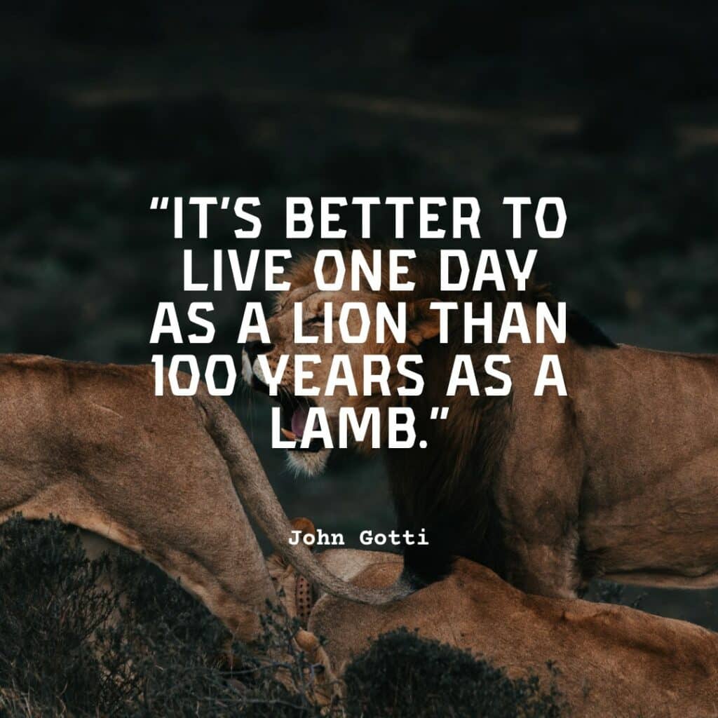 lion on a rock
