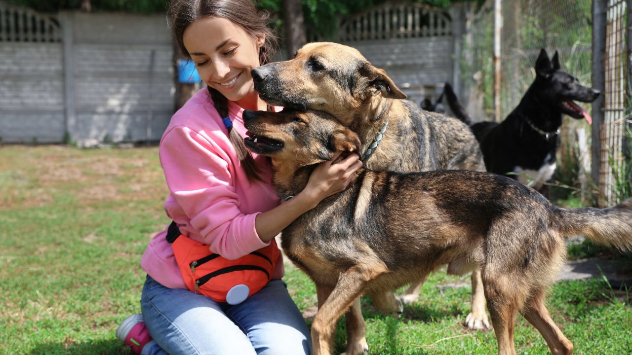 Animal shelter worker playing with pets dog owner