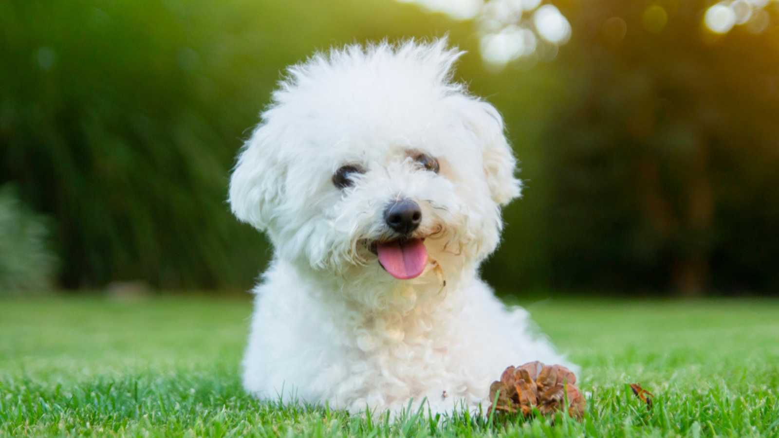 Bichon Frise
