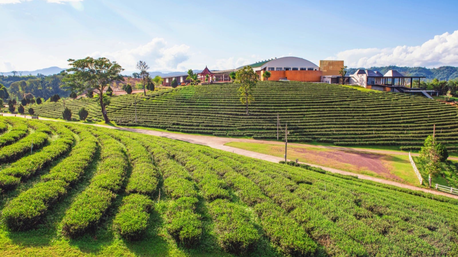 Chui Fong Thai Tea plantation