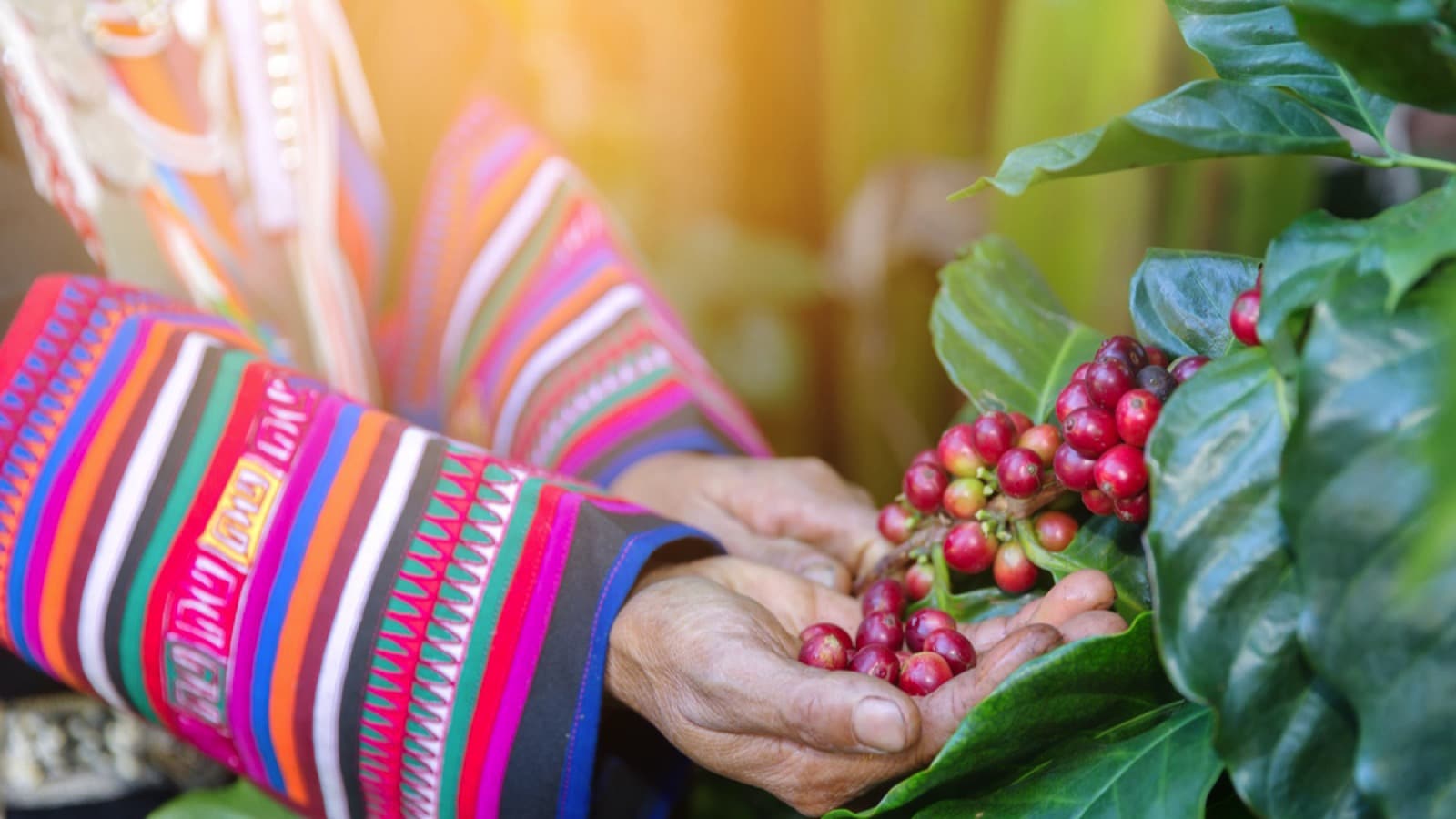 Doi Chaang Coffee Beans