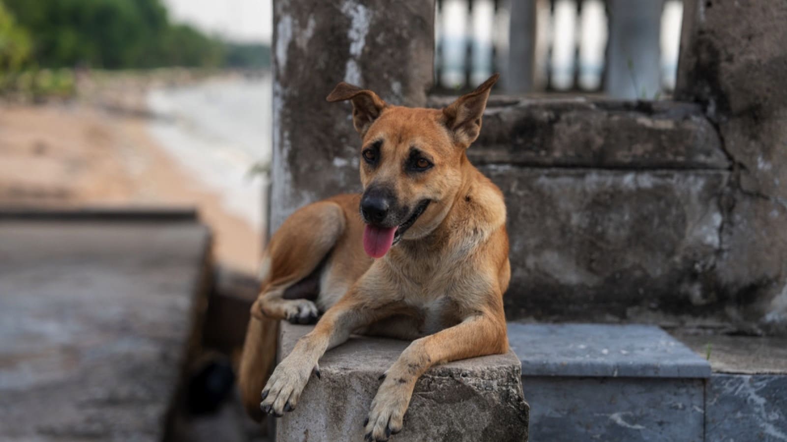 Street dog