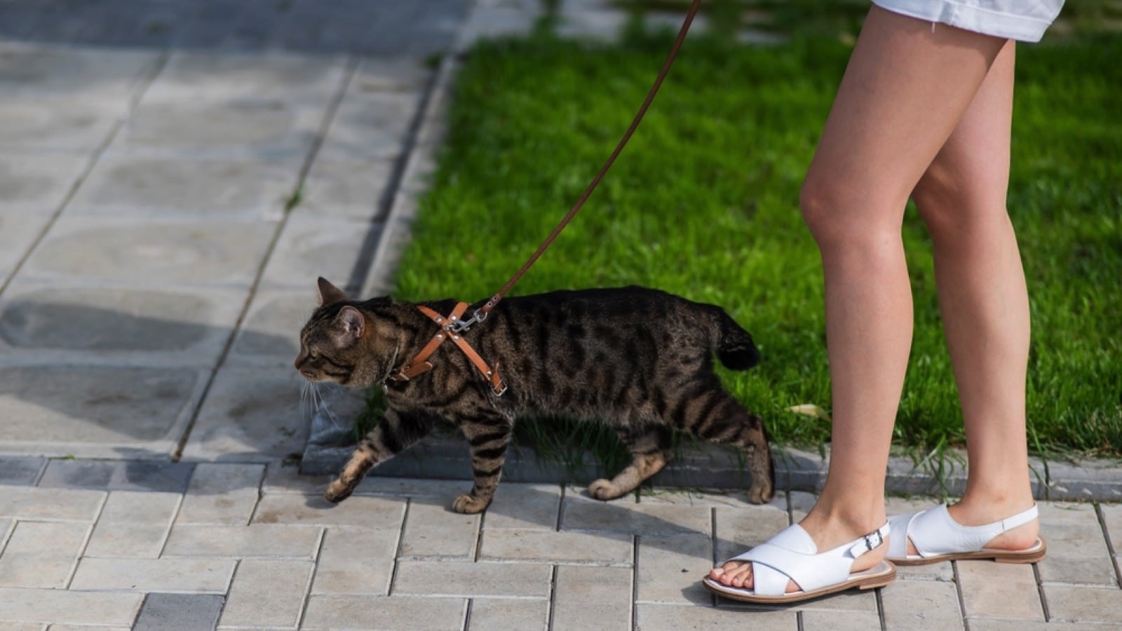 Walking with cat in park