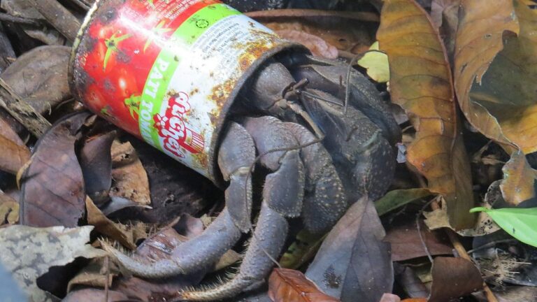A purple hermit crab