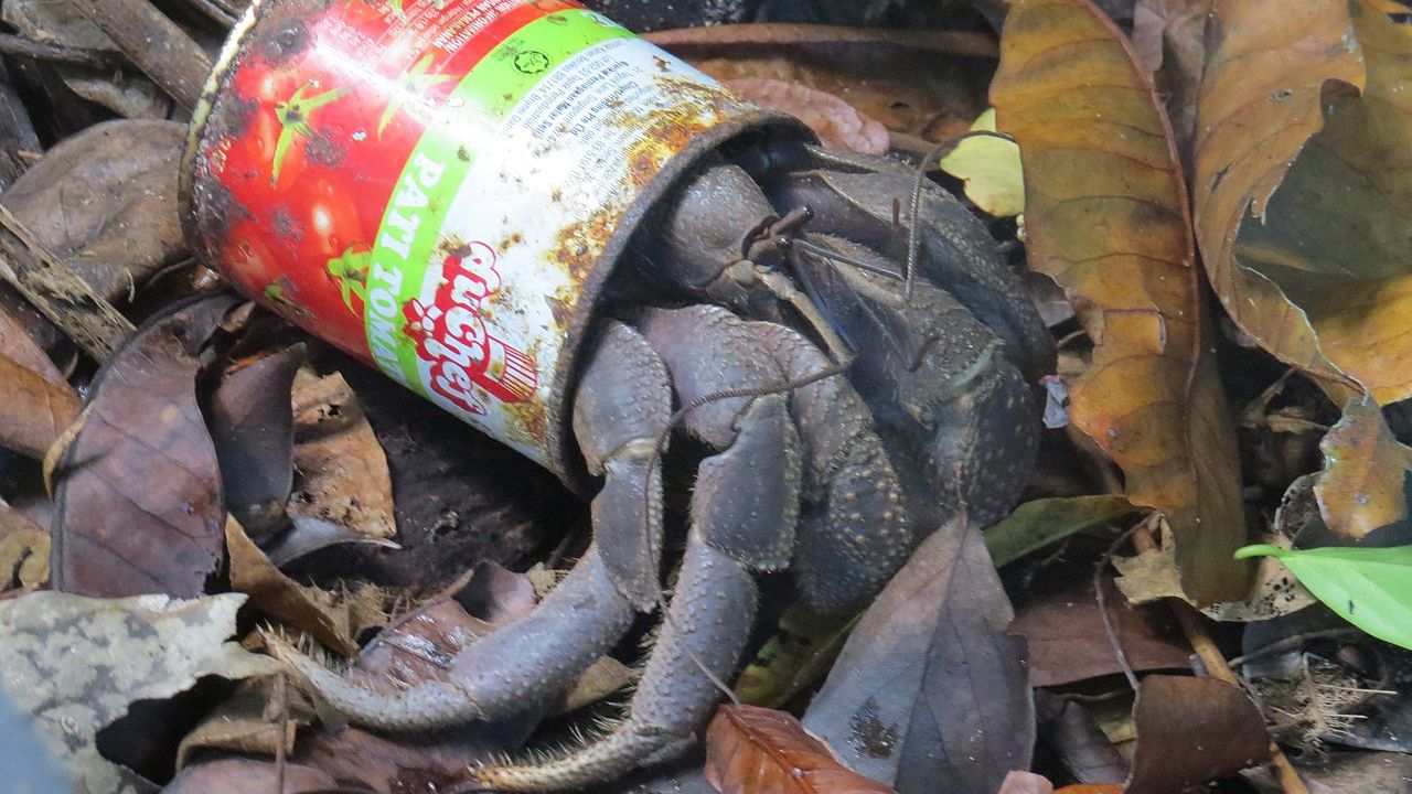 A purple hermit crab