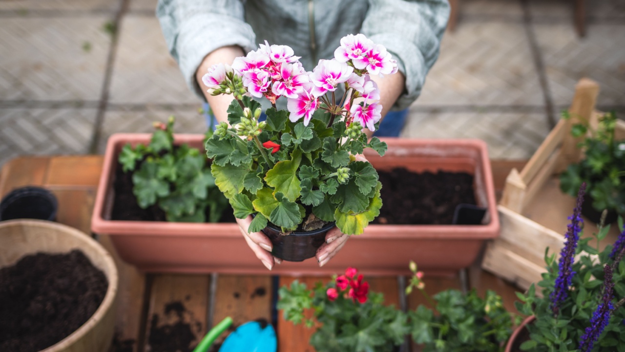 geranium