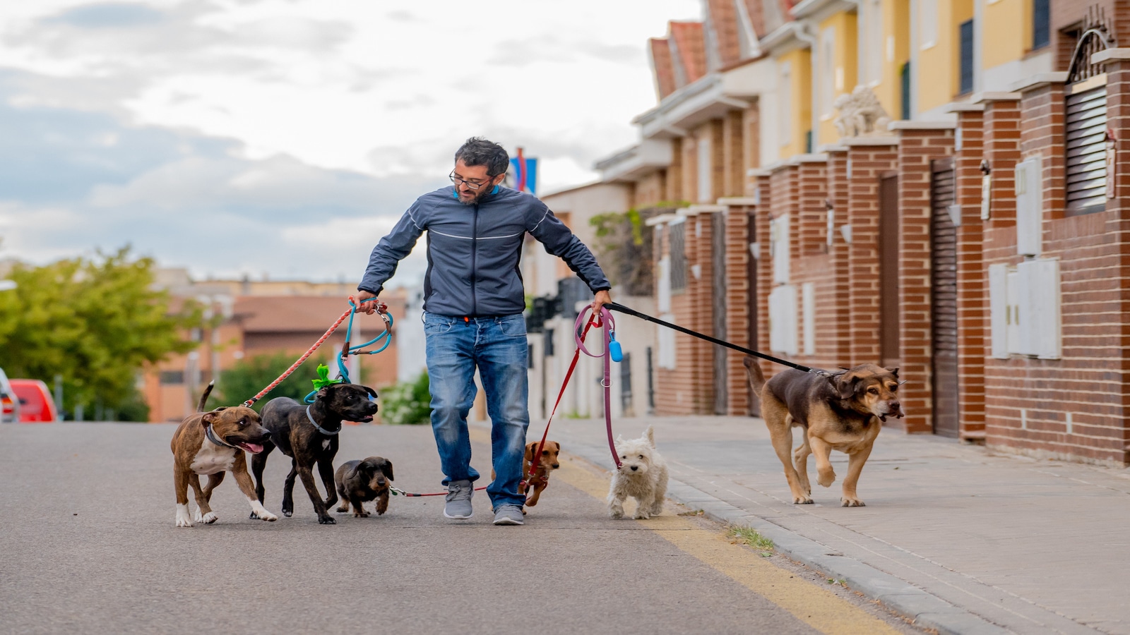 professional dog walker or pet sitter.