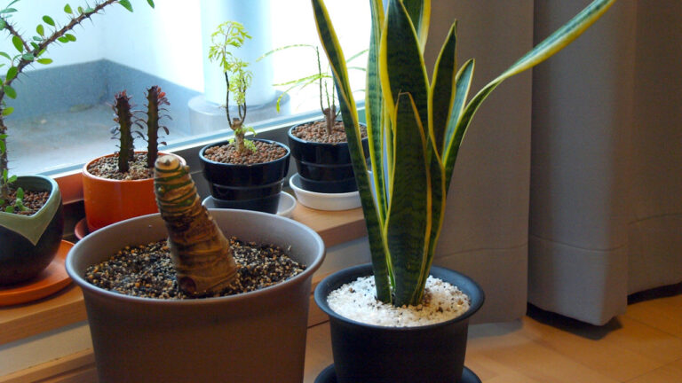 An Array of House Plants on a Window Sill