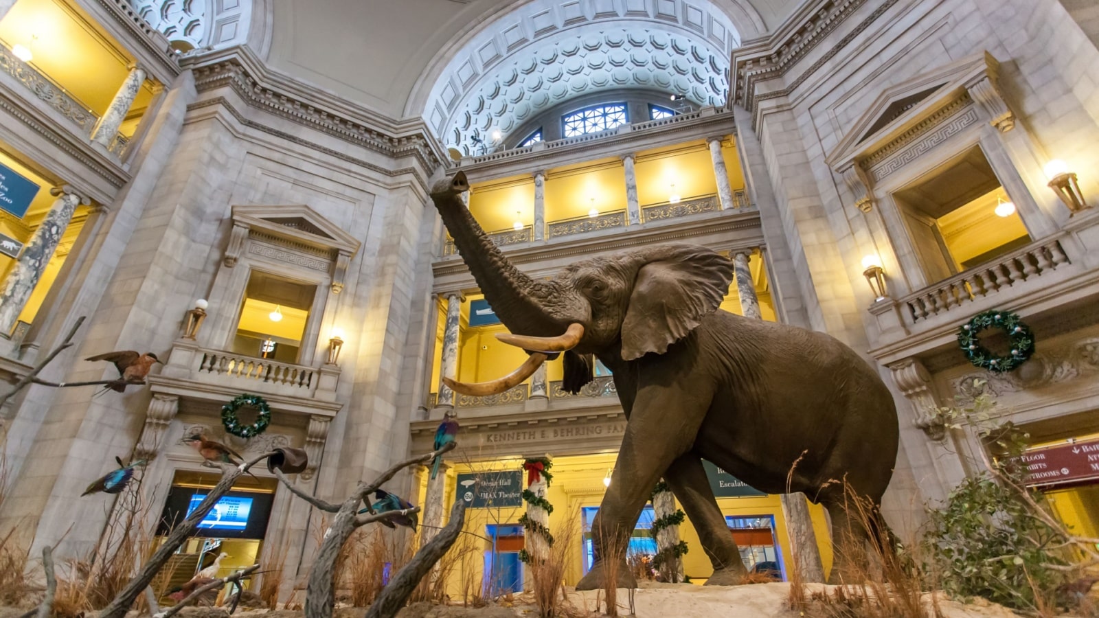 African Elephant Smithsonian Museum of Natural History