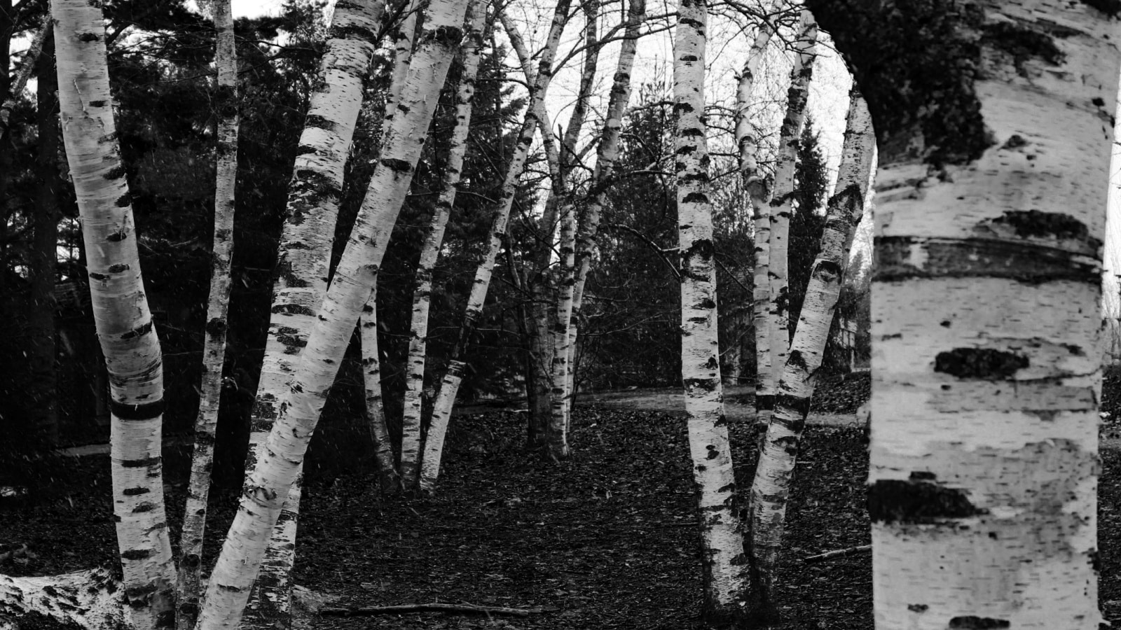 Black and White Birch Tree Forest