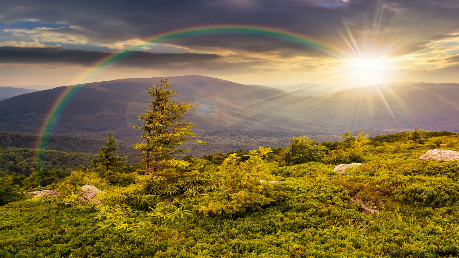 lonely conifer tree and stone at sunset with rainbow in distance.