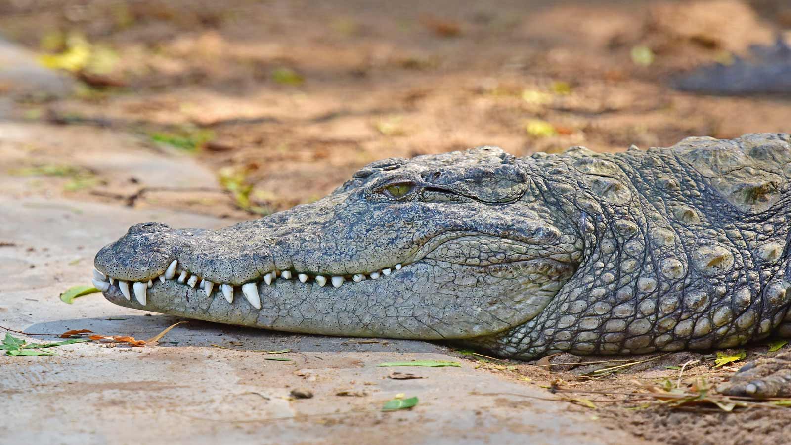 crocodile