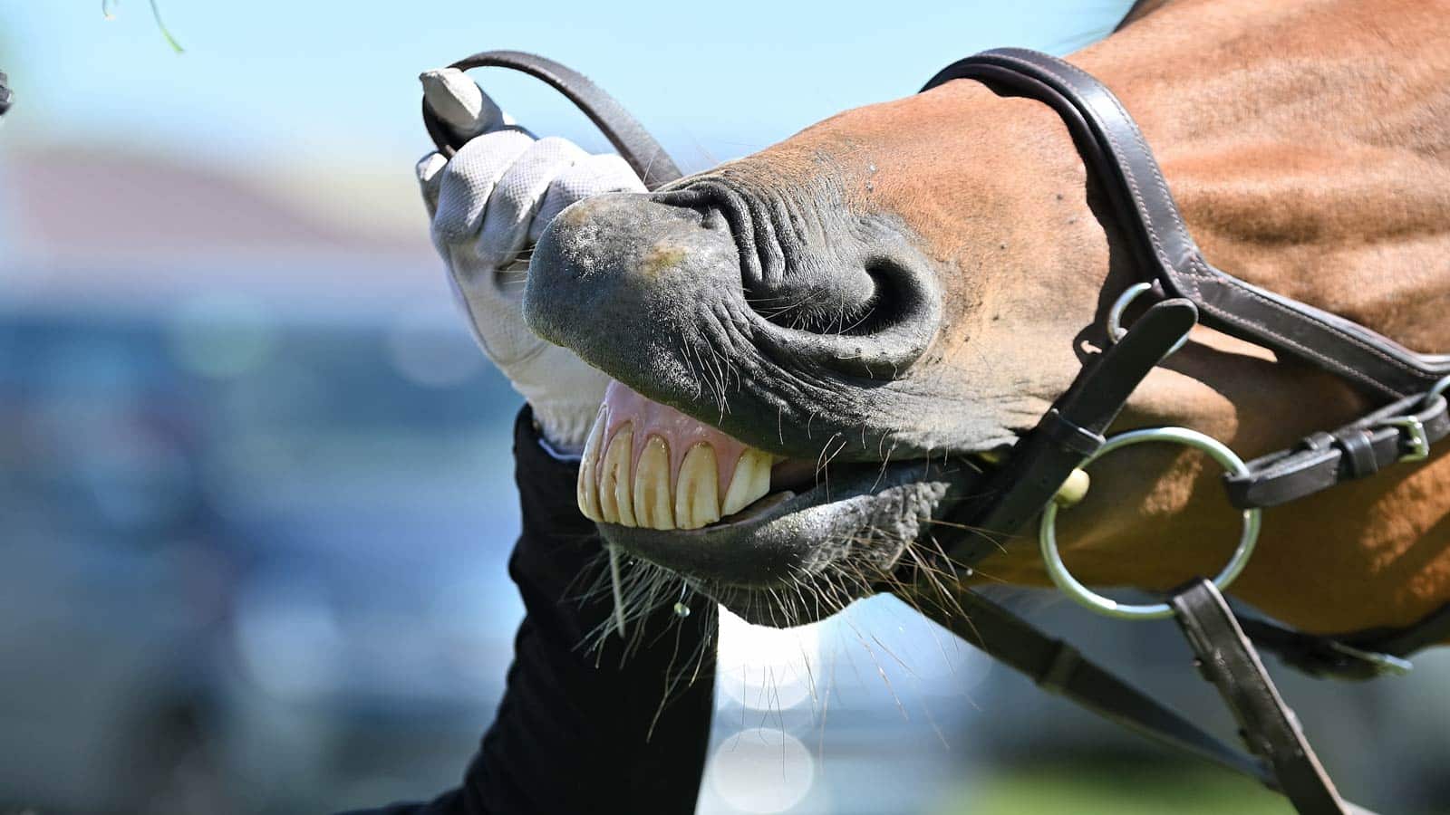 horses mouth