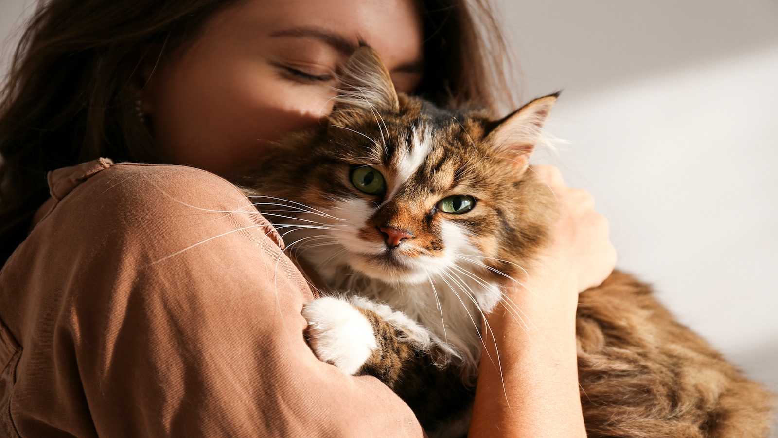 Young woman holding cute siberian cat with green eyes..