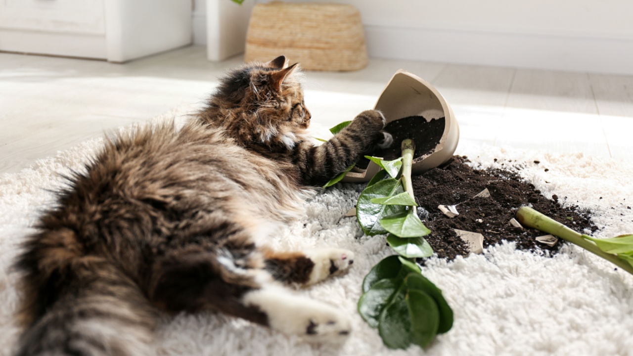 toxic houseplants
