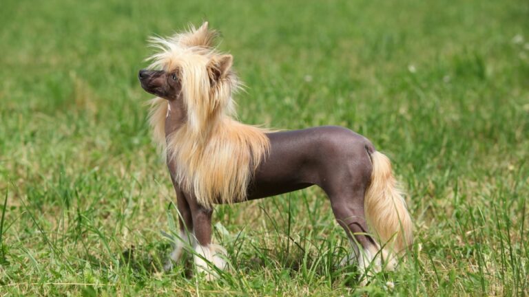 Chinese Crested