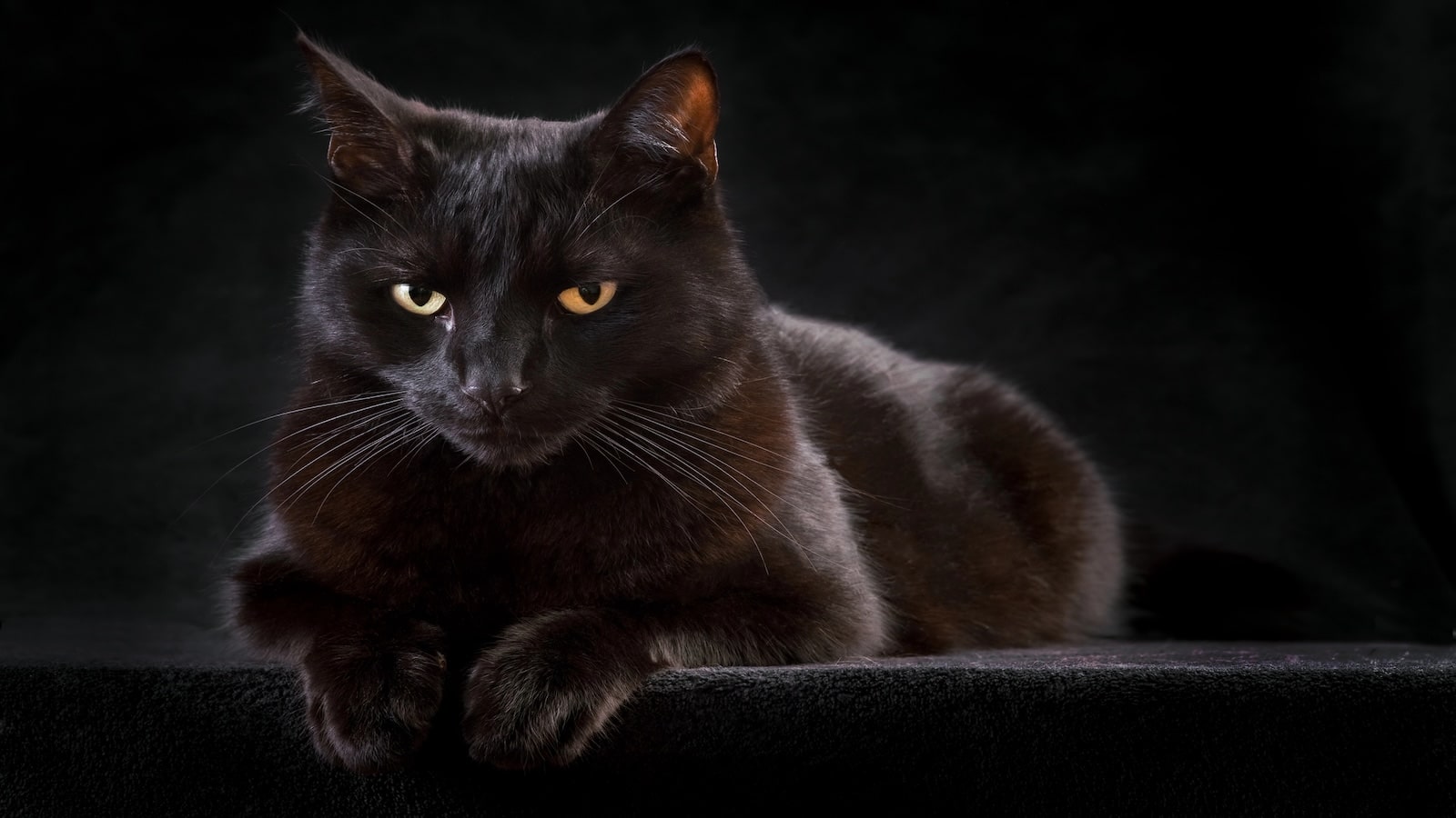 black cat.