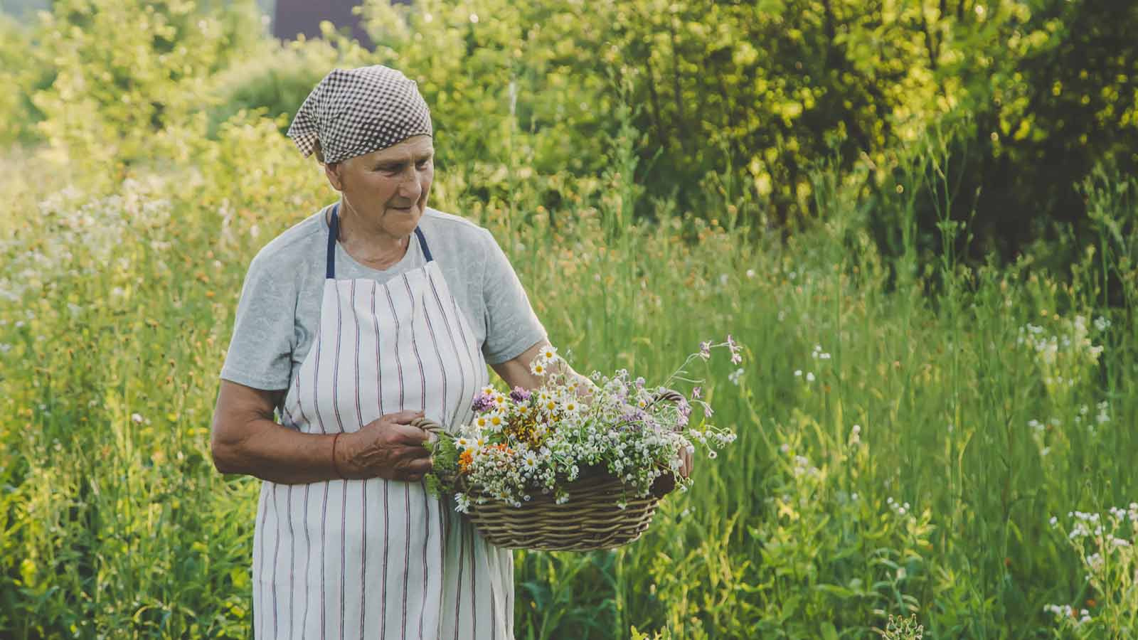 old woman picking herbs