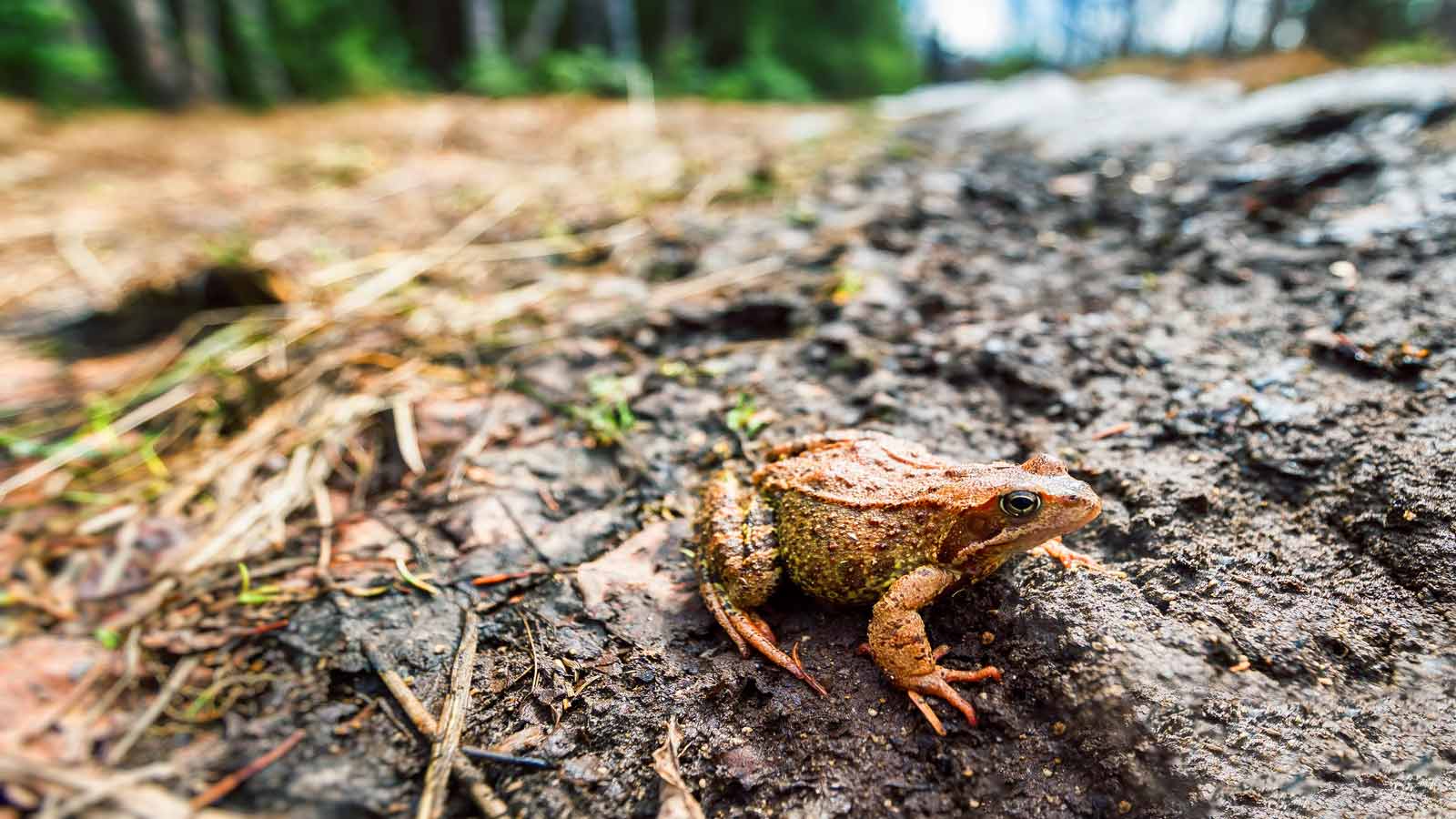 russian brown frog