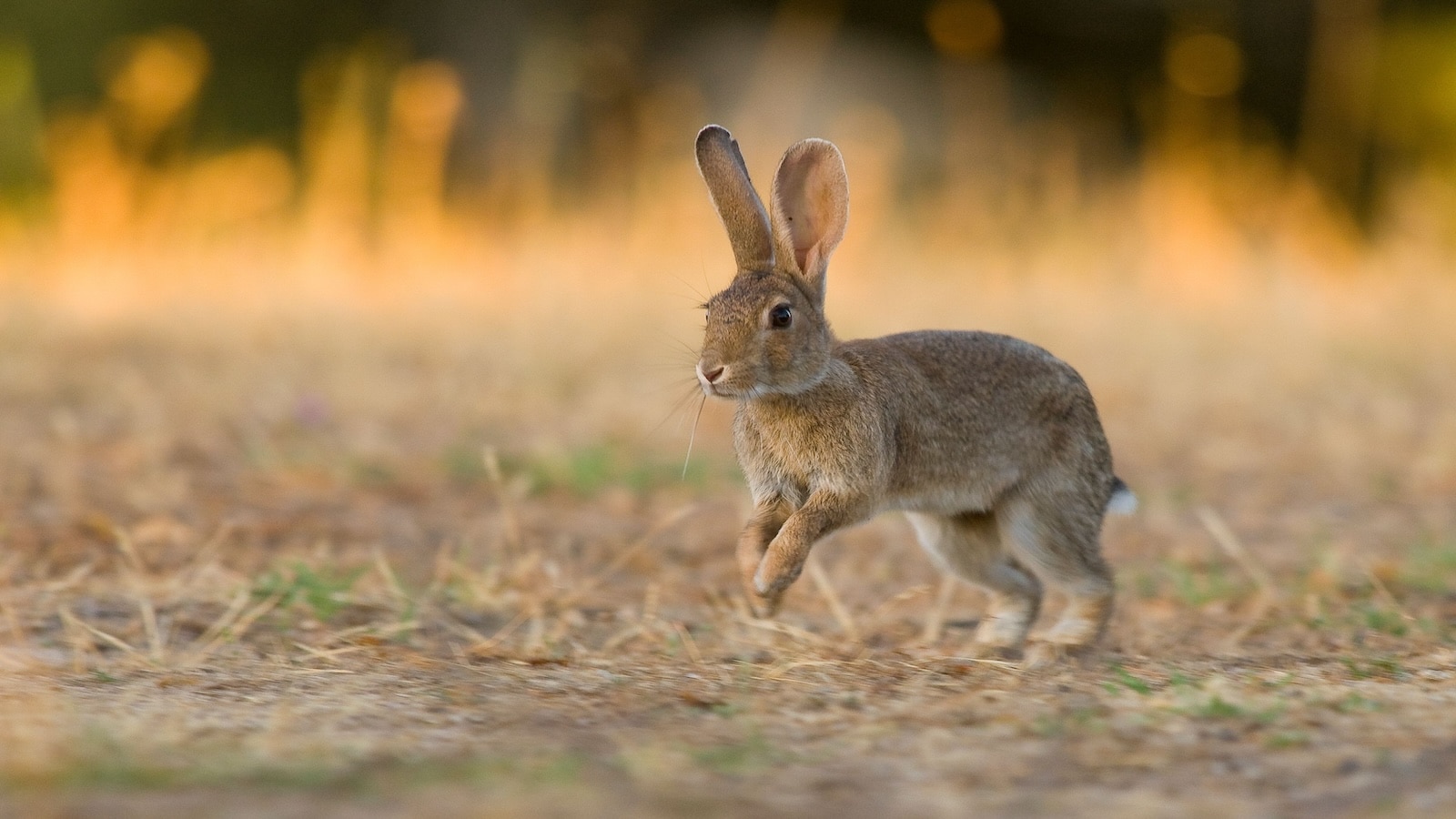 A shallow focus of a wild rabbit jumping on the grass at sunrise.