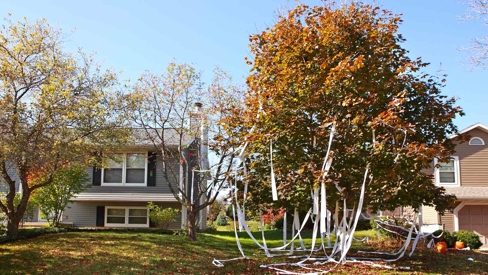 toilet paper house