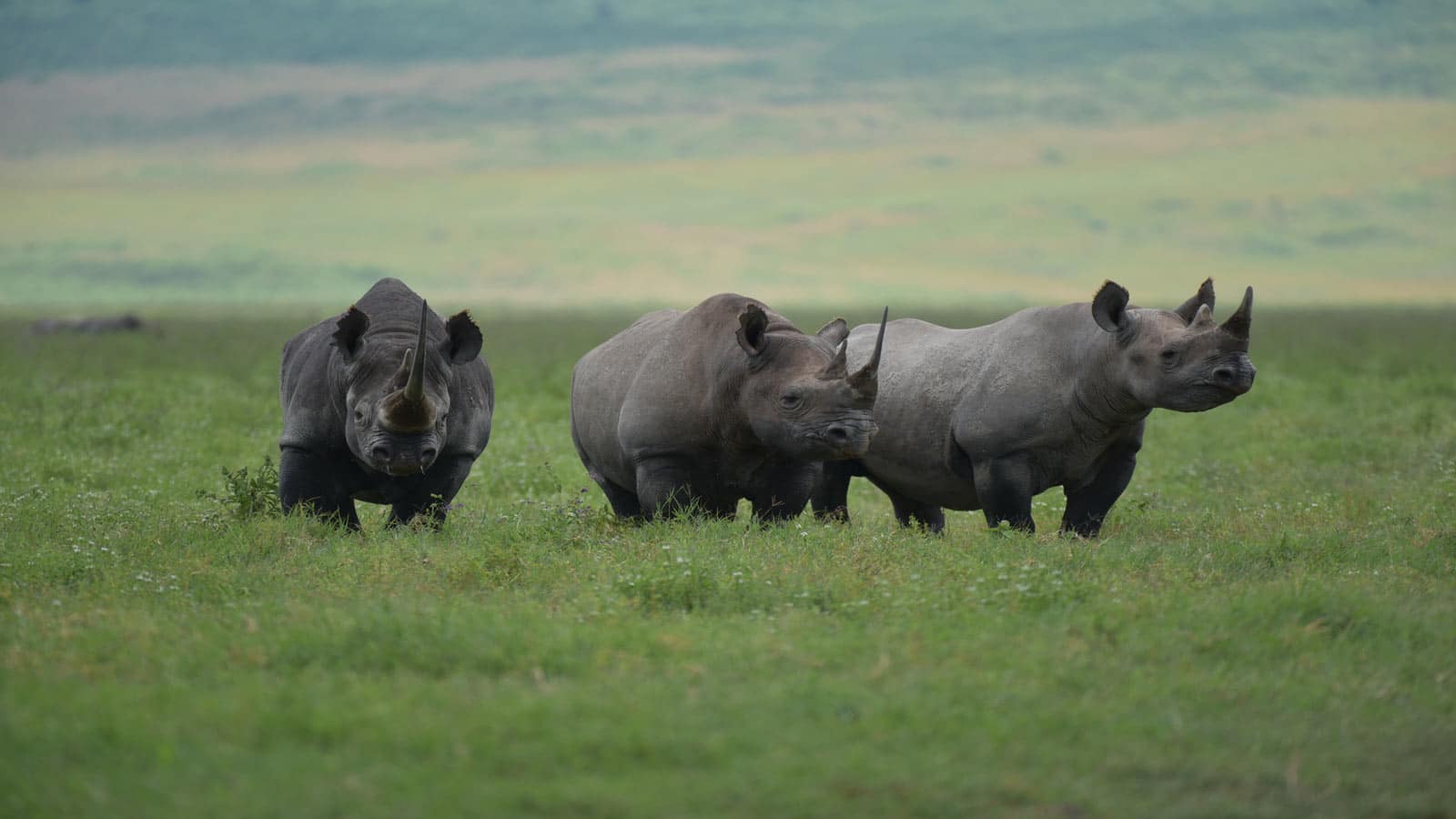 african black rhinos