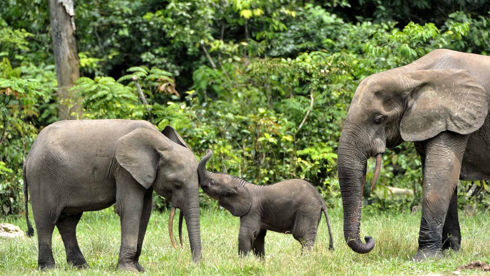 african forest elephant