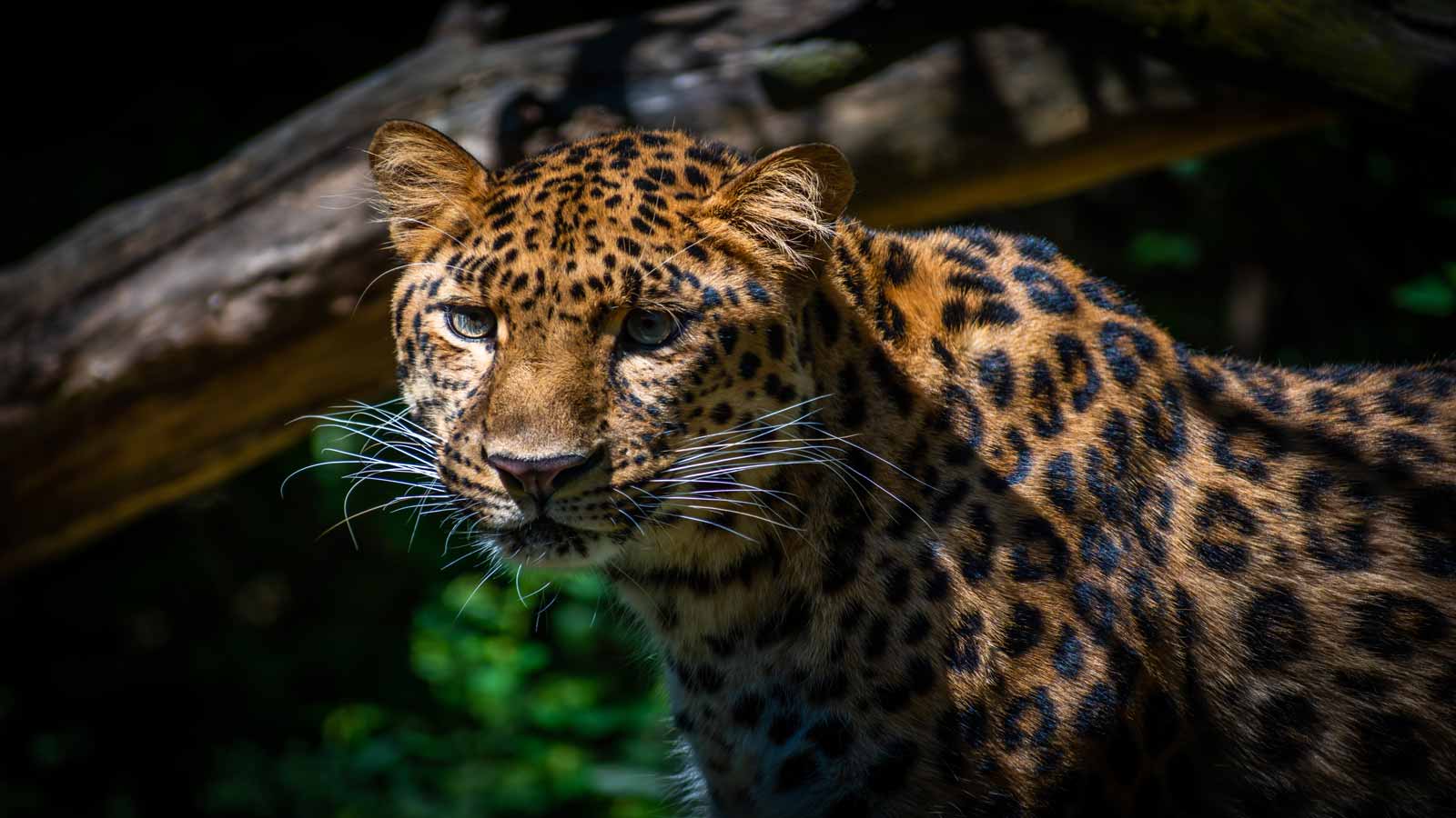 amur leopard