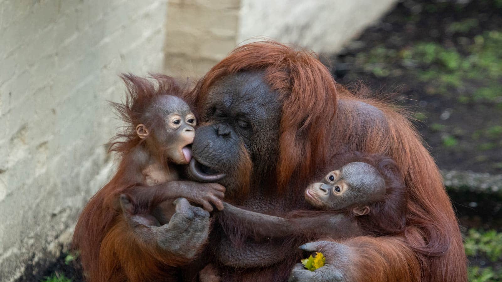 bornean organgutan
