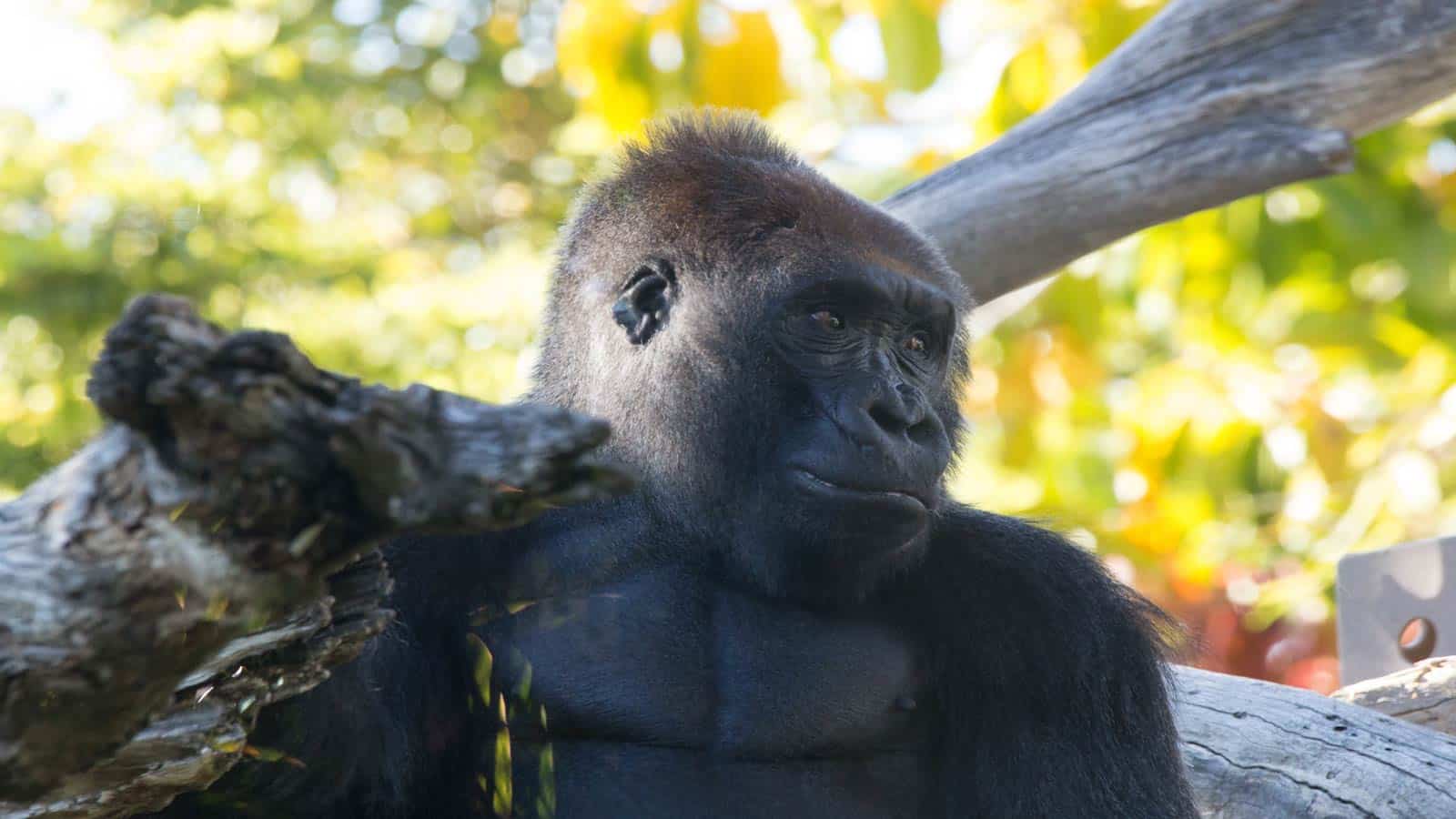 cross river gorilla
