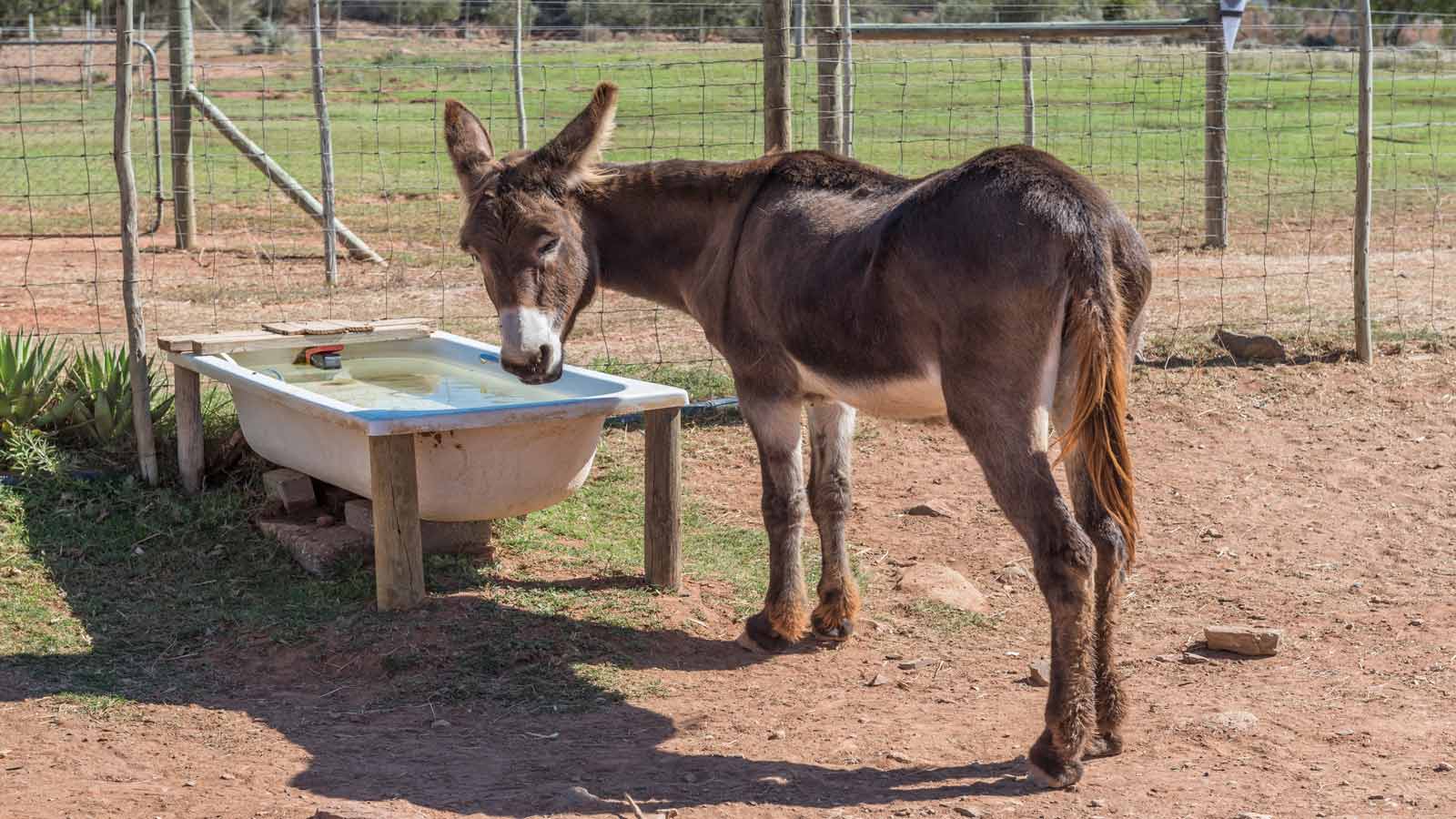 donkey standing bathtub