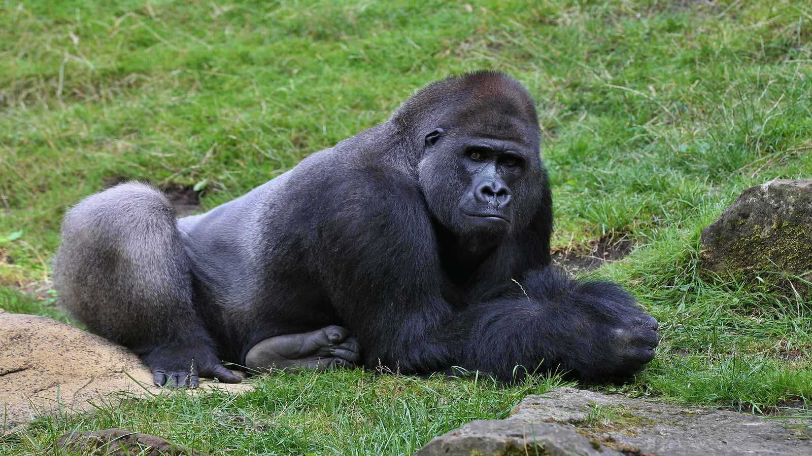 eastern lowland gorilla