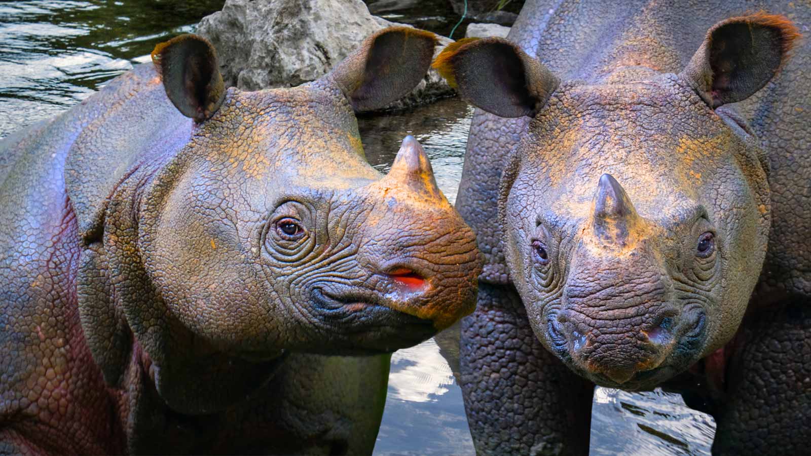 javan rhino