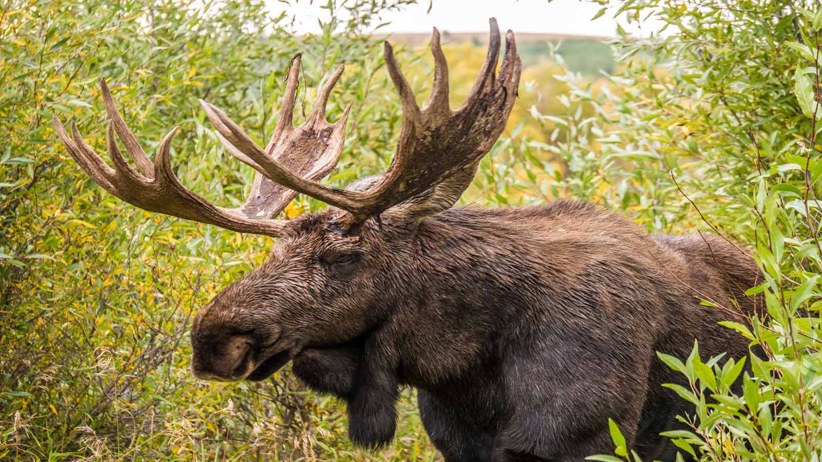 moose