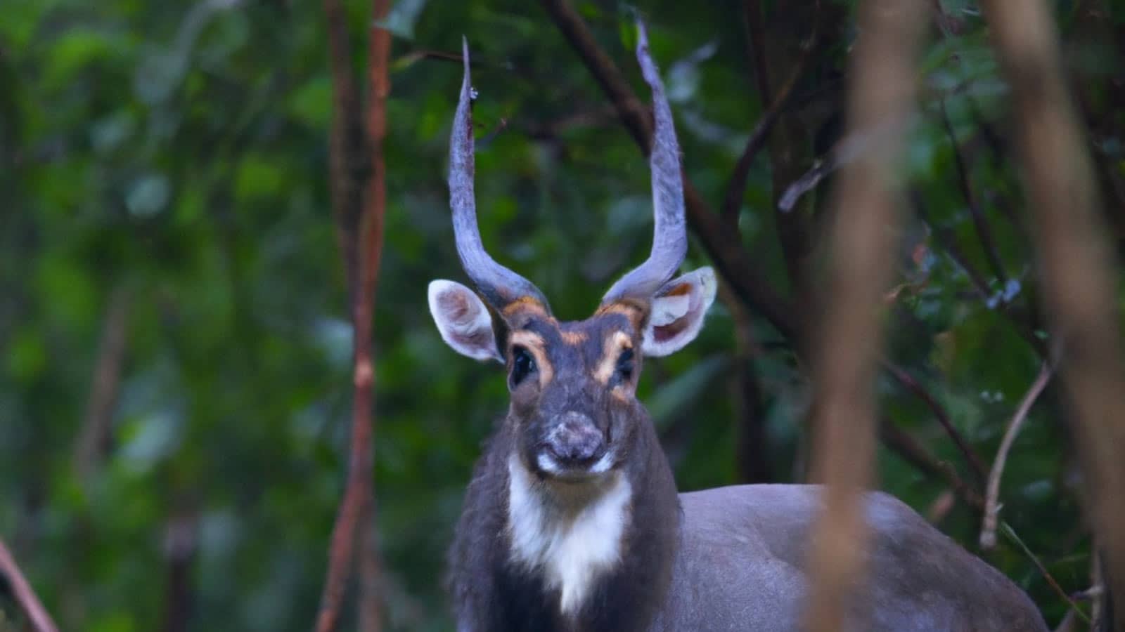 saola 2