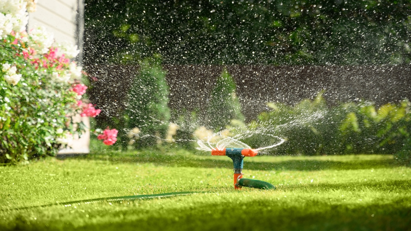 Watering garden with a hose at heat summer.