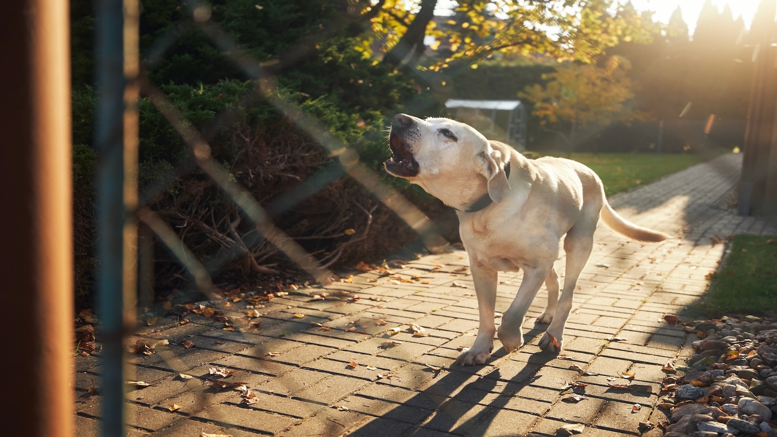 Barking dog behind fence.