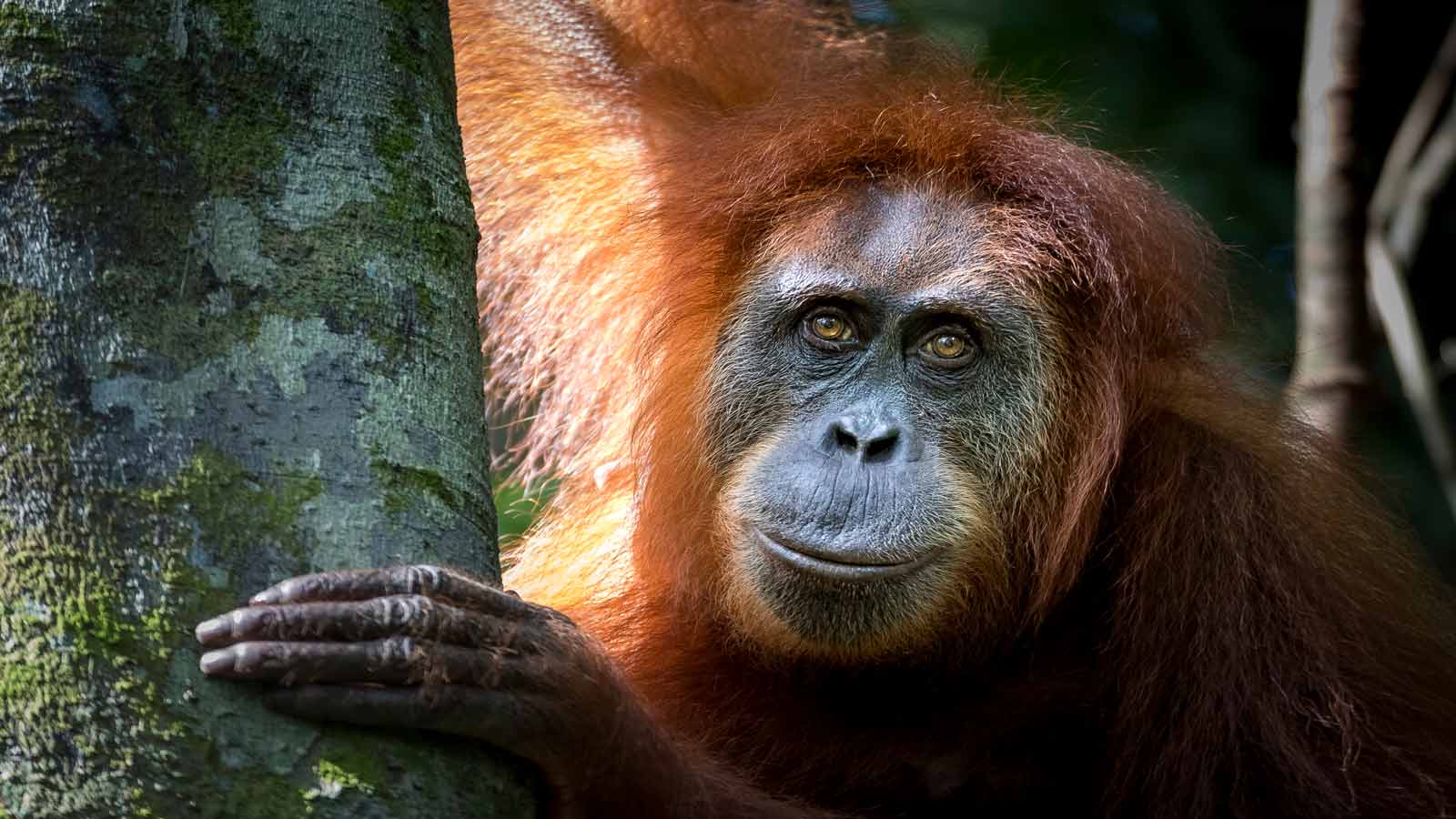 sumatran orangutan