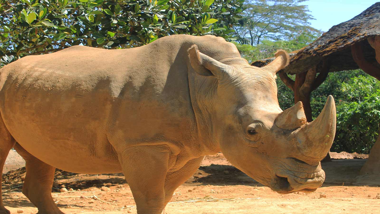 sumatran rhino
